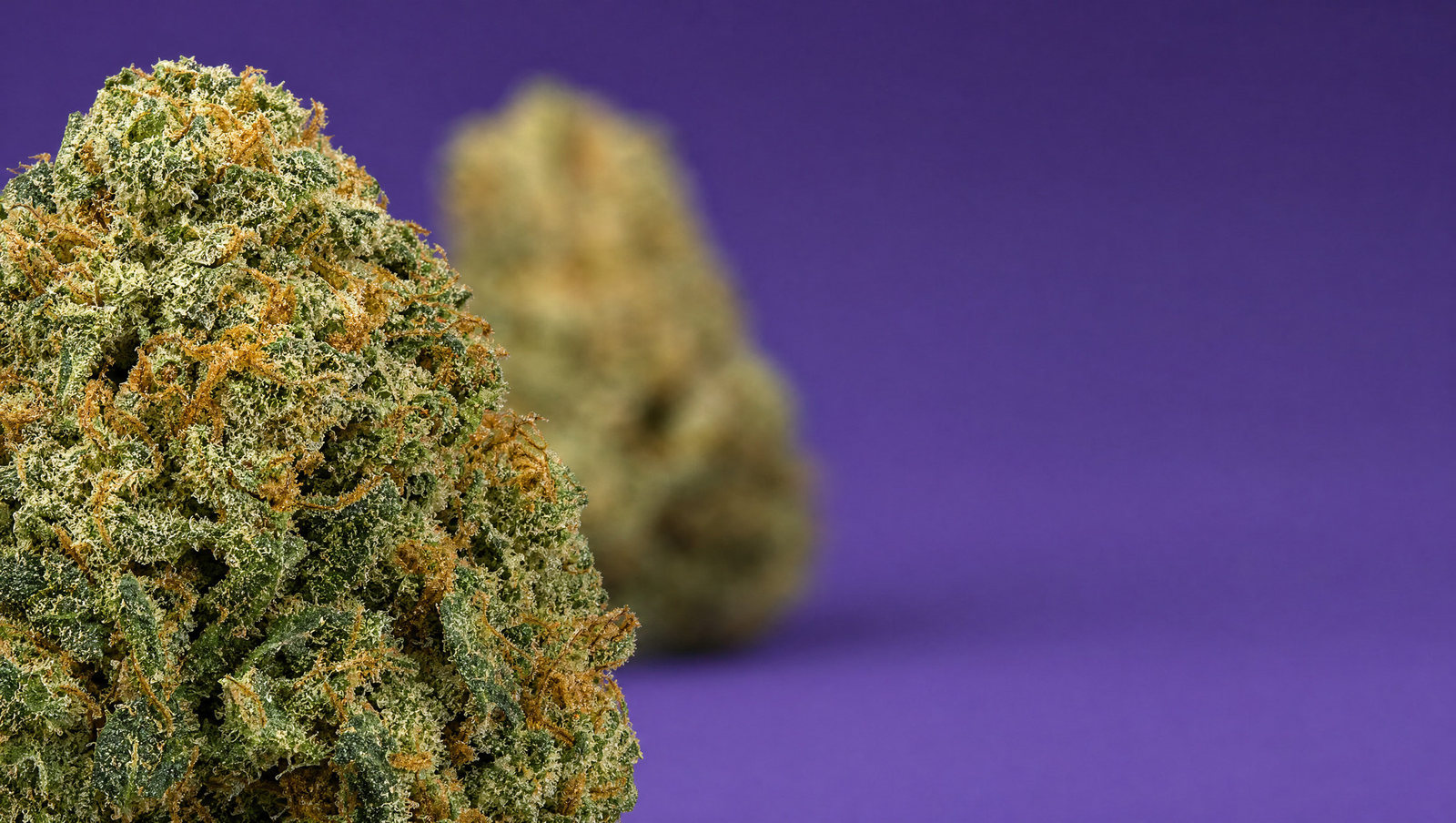 Macro — Amnesia US