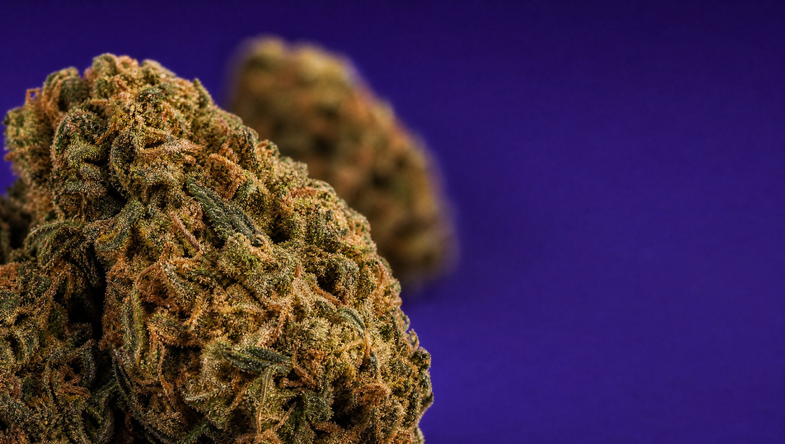 Macro — Blue Zushi 30 %