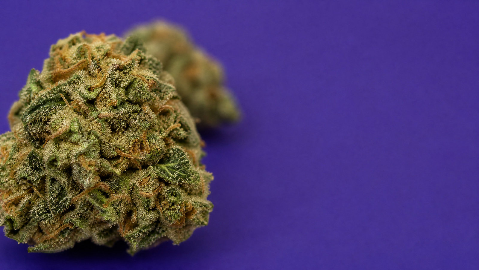 Macro — Blueberry Cookies · Small buds