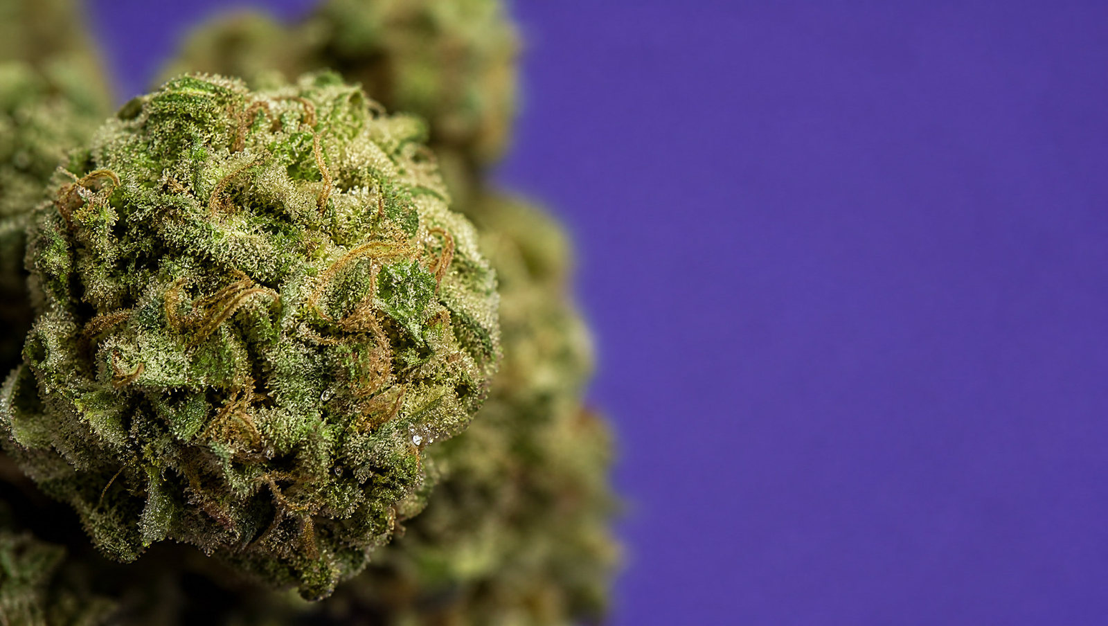 Macro — Blueberry Kush · Small buds 40 %