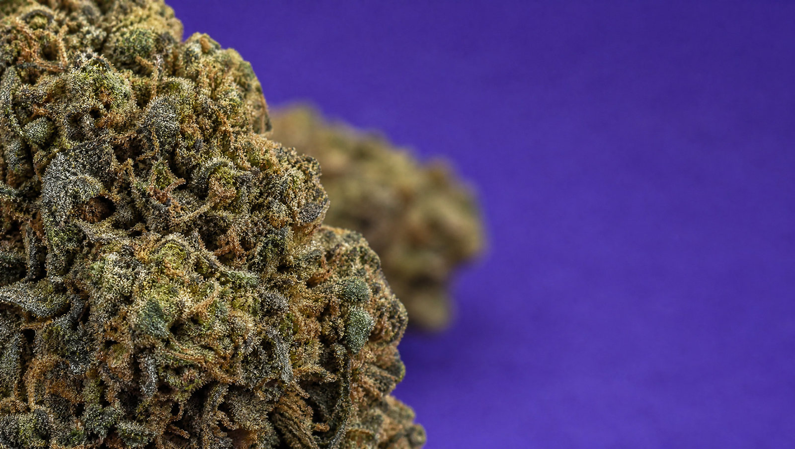 Macro — Buddha Cheese