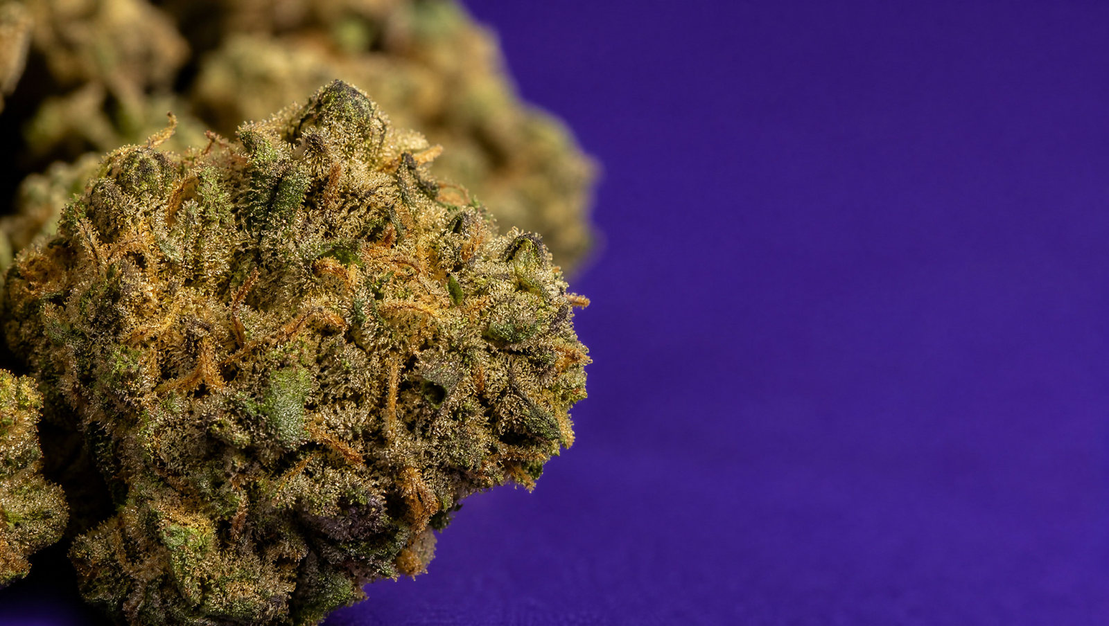 Macro — Gelato 41 · Small buds 30 %