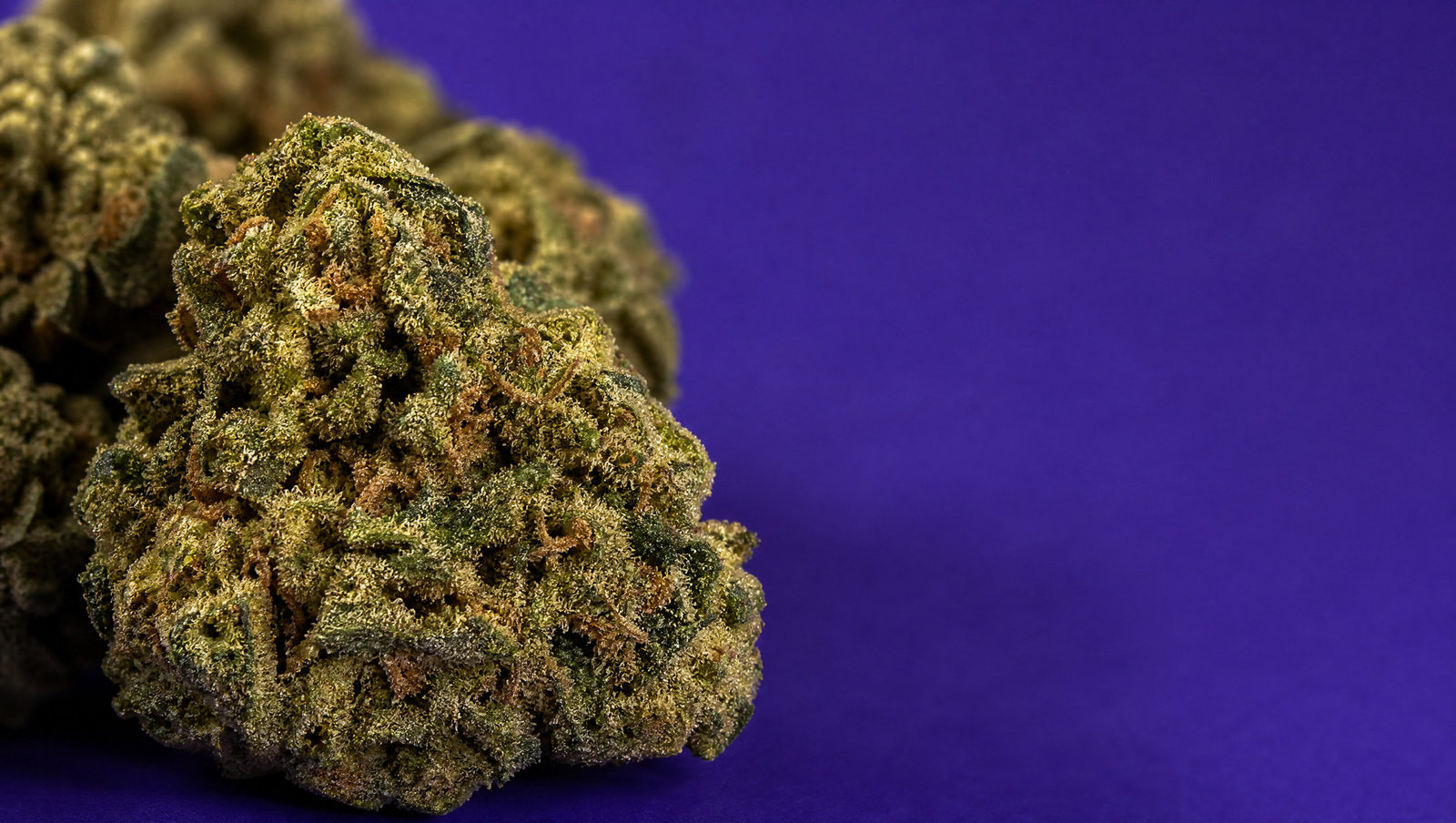 Macro — GMO x Chemdawg · Small buds 30 %