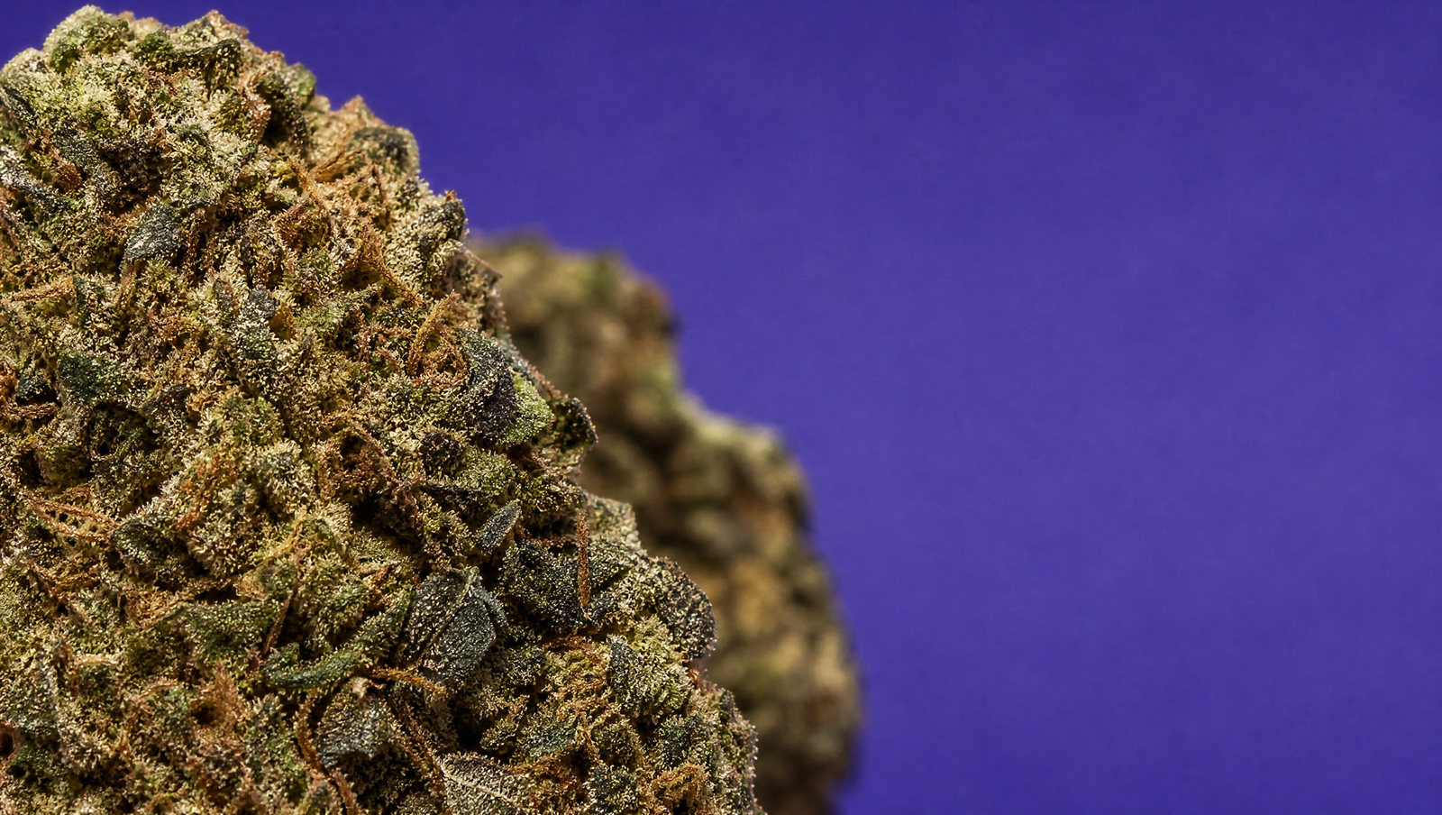 Macro — Jack Herrer 40 %