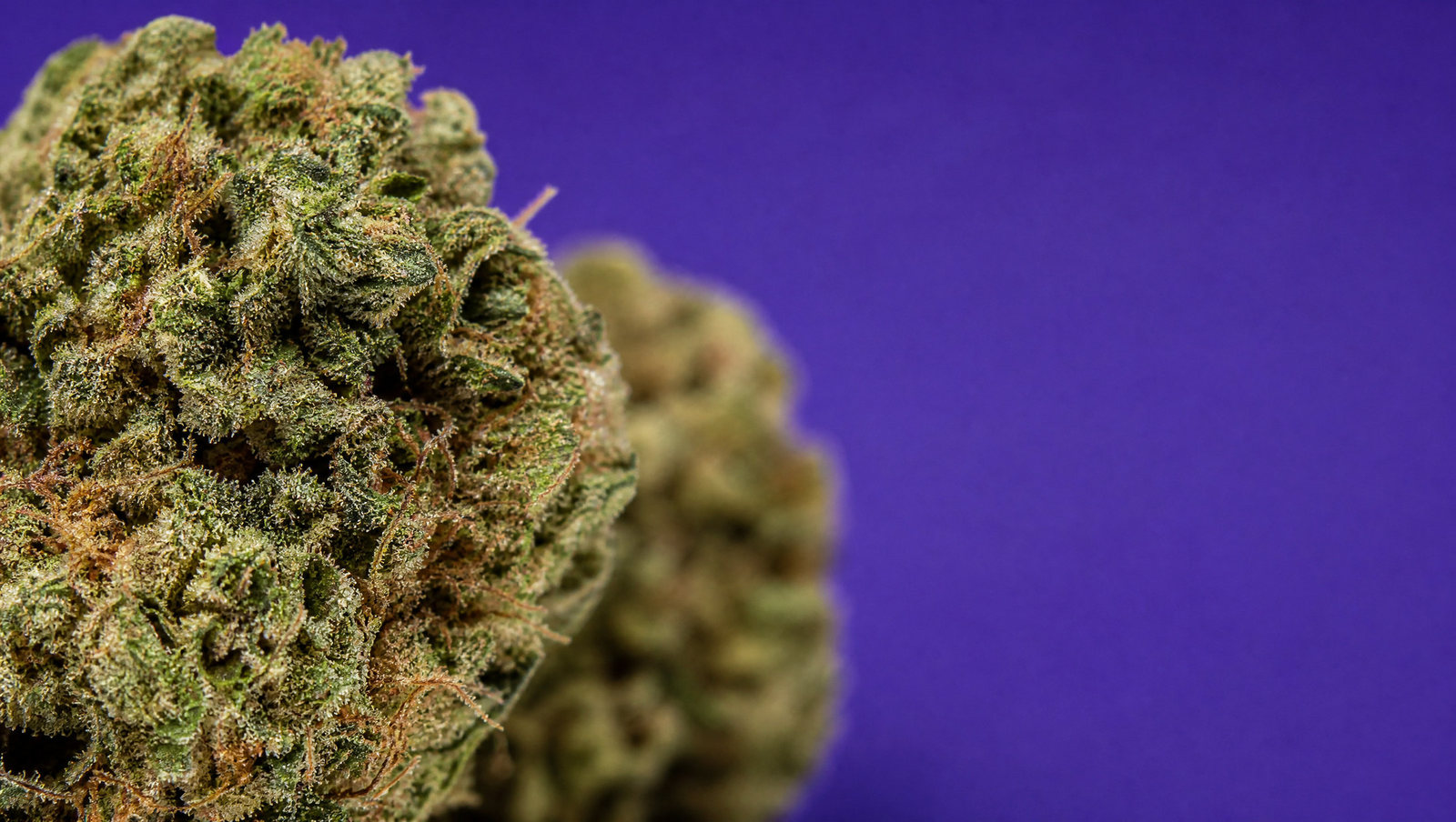 Macro — Lemon Zkittlez