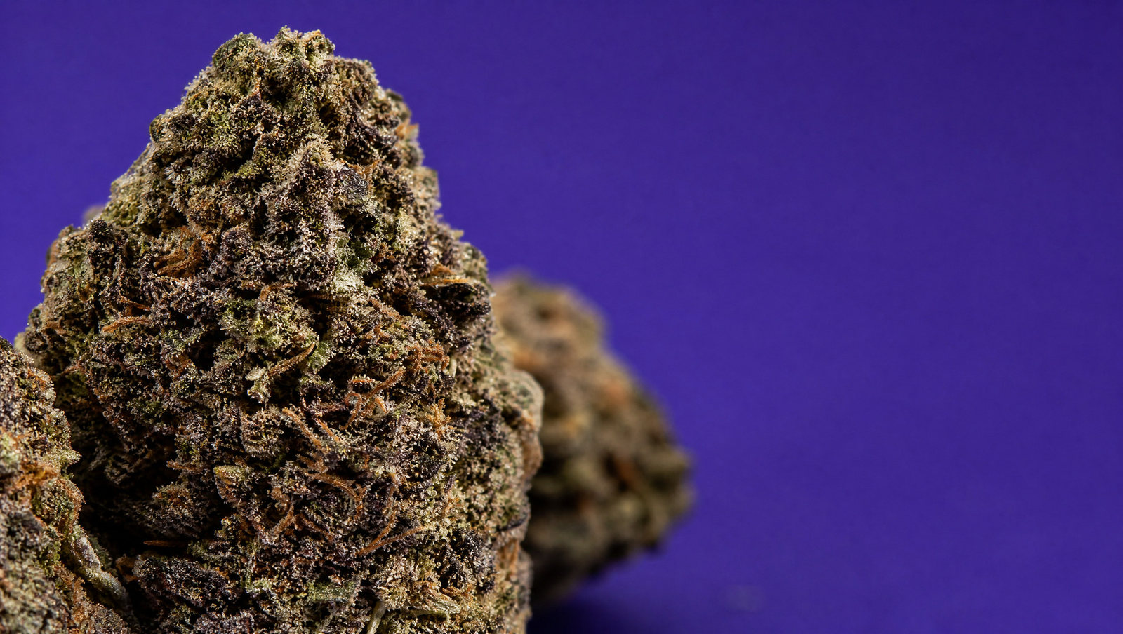 Macro — Mango OG