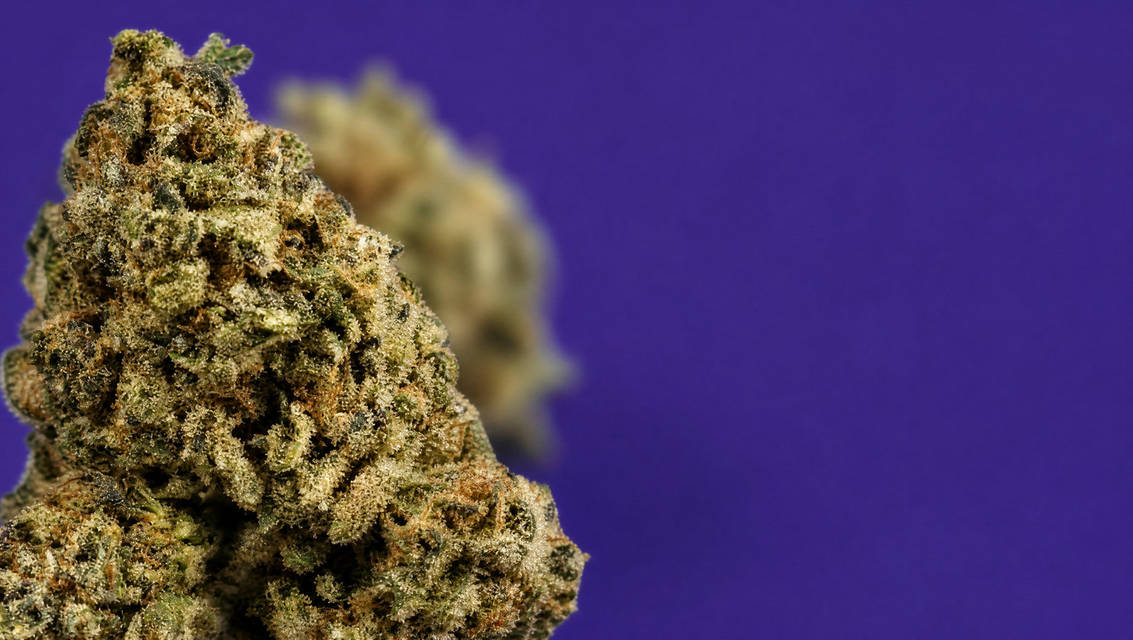 Macro — Payton Strawberry