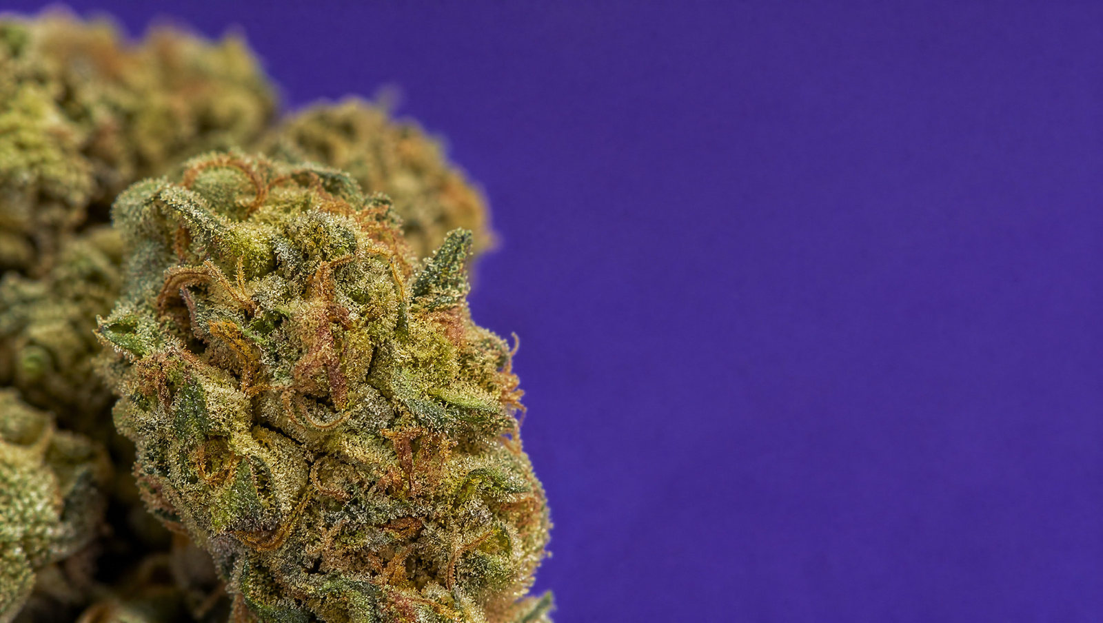Macro — Super Lemon Haze · Small buds 30 %