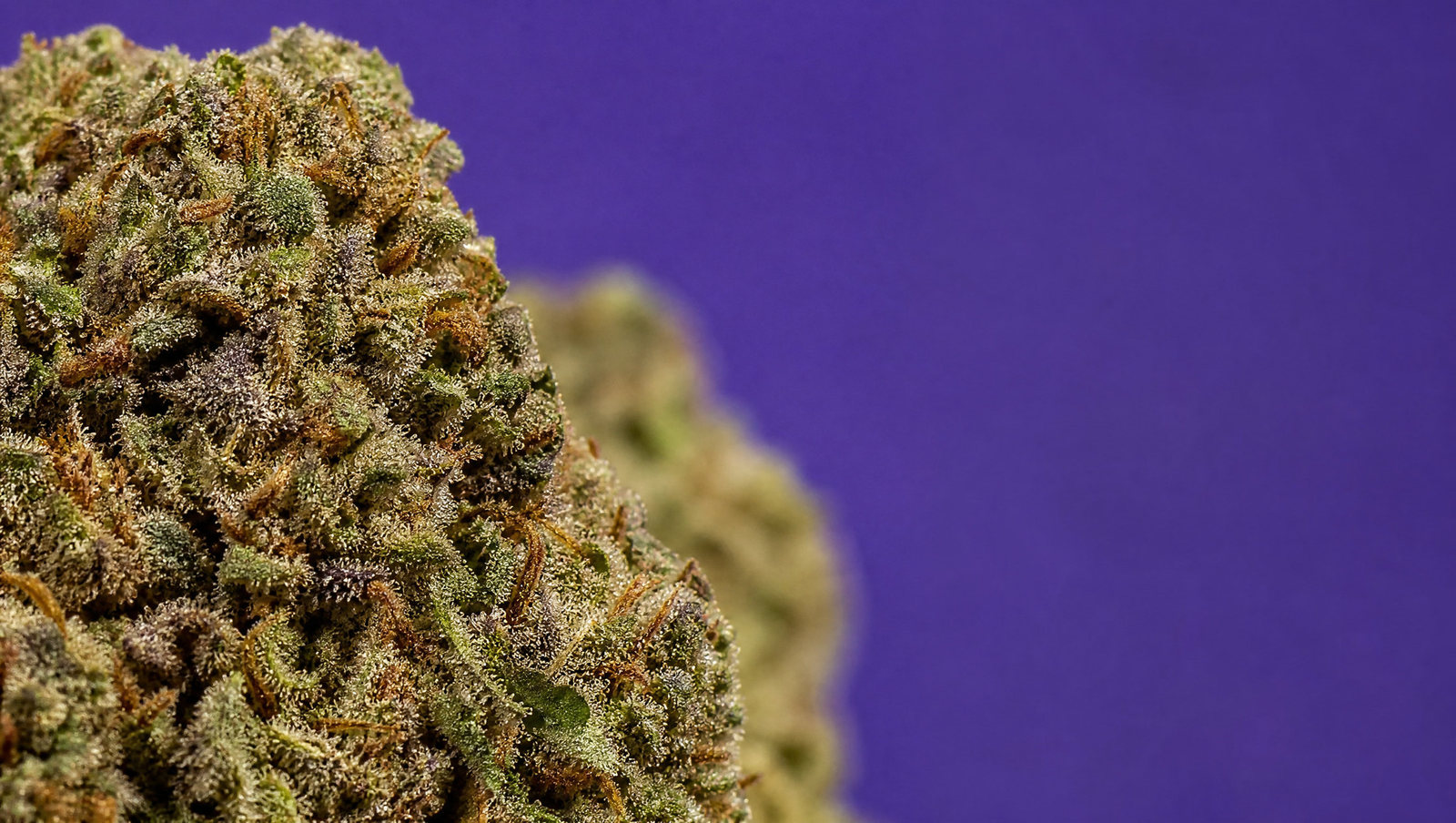 Macro — White Russian USA